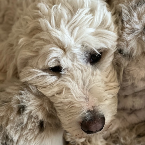 Meet your Posher, - Picture 7 of 16